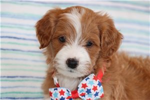 Mister - Goldendoodle, Mini for sale