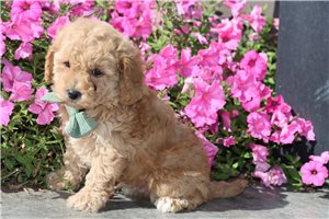 Pablo - puppy for sale