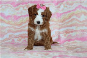 Miley - puppy for sale