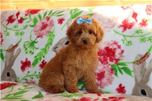 Noelle - Goldendoodle, Mini for sale