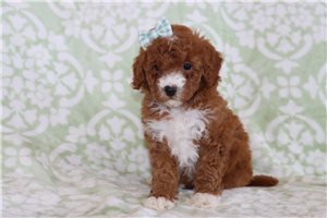 Mary - Goldendoodle, Mini for sale