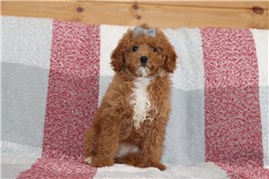 Maeve - Goldendoodle, Mini for sale