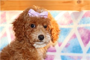 Nova - Goldendoodle, Mini for sale