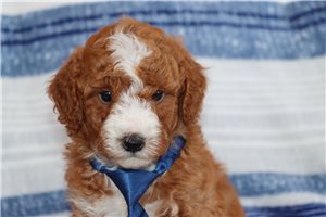 Mikey - puppy for sale