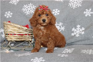 Mila - puppy for sale