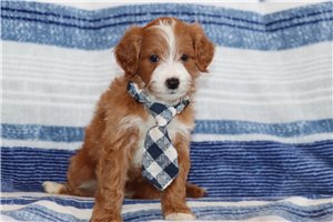 Mister - puppy for sale