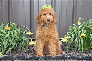 Noelle - Goldendoodle, Mini for sale