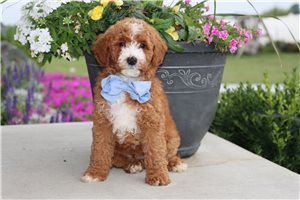 Mikey - Mini Goldendoodle for sale