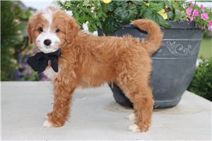 Mister - Goldendoodle, Mini for sale