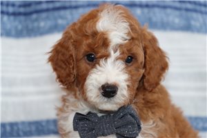 Myrtle - puppy for sale