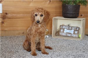 Noelle - Goldendoodle, Mini for sale