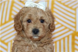 Patsy - Goldendoodle, Mini for sale