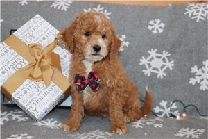 Micah - puppy for sale