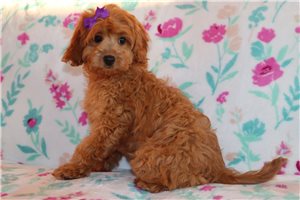 Nyla - Goldendoodle, Mini for sale