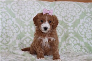 Marsha - Goldendoodle, Mini for sale