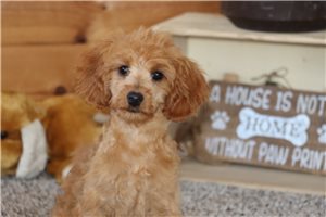 Nutmeg - Goldendoodle, Mini for sale