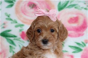 Natasha - puppy for sale