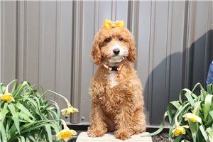 Nova - Goldendoodle, Mini for sale