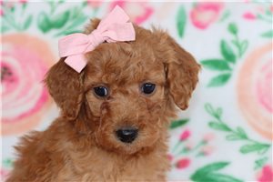 Noelle - puppy for sale