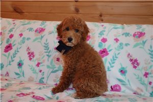 Norris - Goldendoodle, Mini for sale