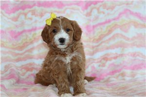 Marsha - puppy for sale