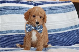 Marvin - puppy for sale