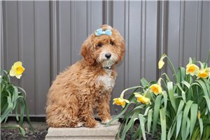 Natalia - Goldendoodle, Mini for sale