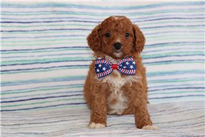Michael - Goldendoodle, Mini for sale
