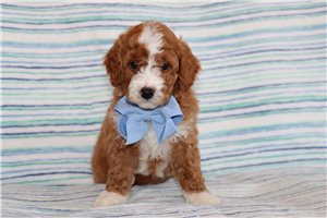 Myrtle - Goldendoodle, Mini for sale