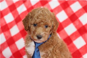 Norris - puppy for sale