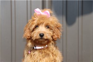Nutmeg - Goldendoodle, Mini for sale