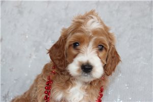 Naveen - puppy for sale