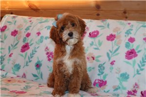 Natalia - Goldendoodle, Mini for sale