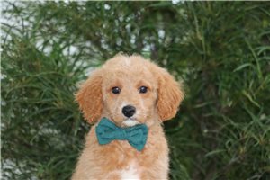 Marvin - Goldendoodle, Mini for sale