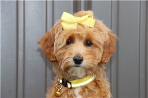 Natasha - Goldendoodle, Mini for sale