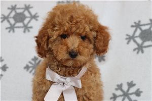 Legacy - Poodle, Miniature for sale