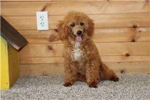 Cooper - Poodle, Miniature for sale