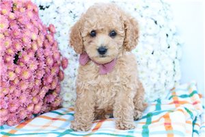 Lorenzo - puppy for sale