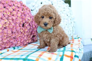 Lincoln - puppy for sale