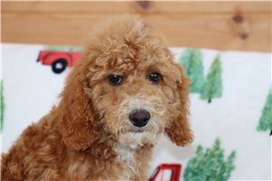 Lennon - Poodle, Miniature for sale
