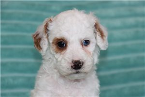 Christopher - Poodle, Miniature for sale
