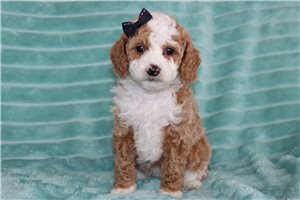 Cecilia - Poodle, Miniature for sale
