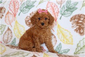 Leah - puppy for sale