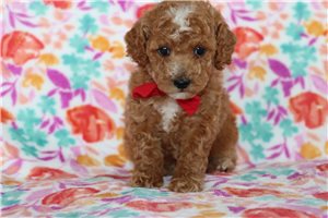 Caleb - puppy for sale