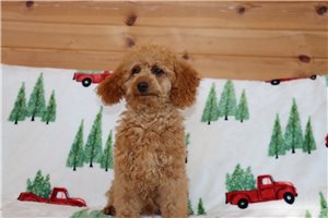 Luis - Poodle, Miniature for sale