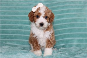 Cora - puppy for sale