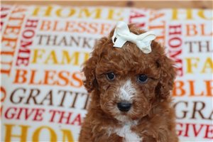 Ophelia - puppy for sale
