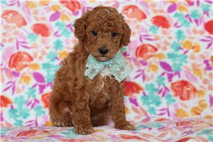 Cooper - puppy for sale