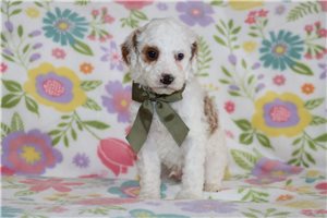 Christopher - Miniature Poodle for sale