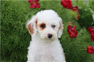 Christopher - puppy for sale